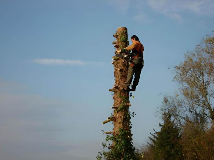 Entretien de jardin Calvados